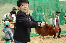 닭 모이주기 및 닭잡기 체험